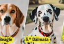 8 Razas de perros que no son adecuadas para dueños principiantes