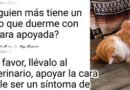 Descubre qué dice la postura de sueño de tu gato