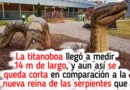 Científicos descubren una nueva serpiente gigante y es mucho más grande de lo que imaginábamos