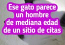 19 Gatos que viven cada día como una montaña rusa emocional
